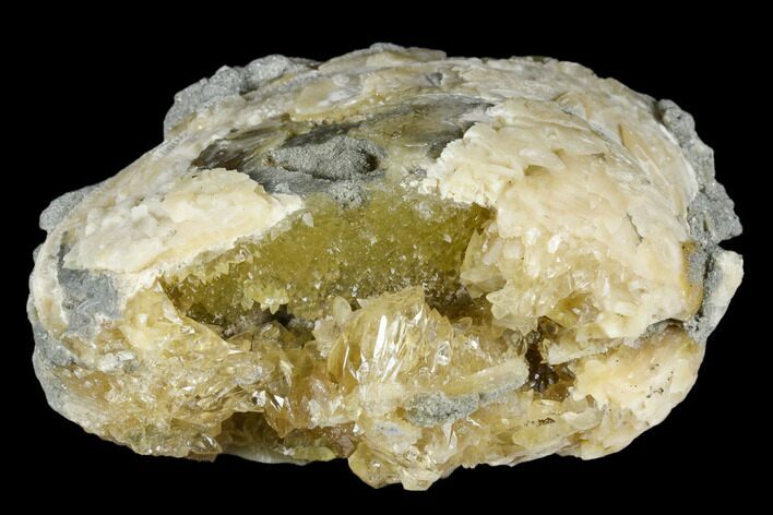 Fossil Clam with Fluorescent Calcite Crystals - Ruck's Pit, FL #177744